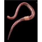<The holy earthworms>