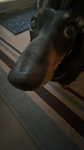 The puppy ##### group