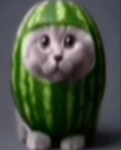 watermeloncatvuku fan base