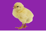 Crawentex