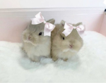 stackedbunnies