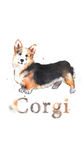 Corgi girls and boys