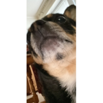 Silly Doggy squad