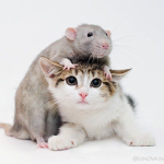 Rats & Kitties United