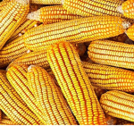 The corn fields official