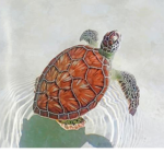 •Turtles <3