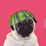 The Melon Puggo Fan Club :D