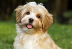 puppy hangout group (talk about puppys)