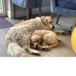 The Doggo squad !!