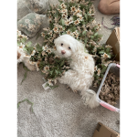 puppy and adopt me people