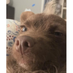 Big Chiquita