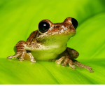 Frog truco