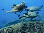 The sea turtle club