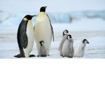 penguin squad :D we love penguins