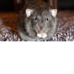 RatMoly