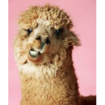 Llamas group :)