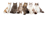 legion of cats.