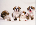 Dogggs and pups