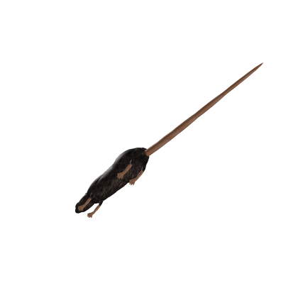 mouse