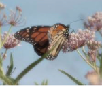 butterflyyy squaddd