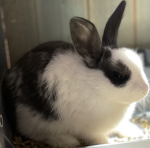 Queen Bunny Club