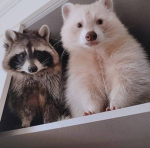Racoons :P