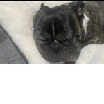 DOGGY_DOG_DOGS
