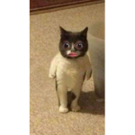 everyday.megs ꜰᴀɴ ɢʀᴏᴜᴘ!