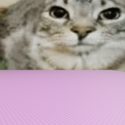 cat land