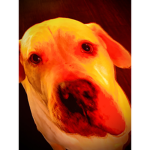 DJ Doge Fan Club