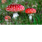 Evelyn Mushroom Army