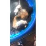 Puppy puppy doggy doggy