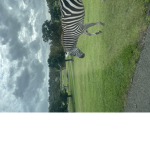 Animal plays