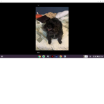 asome doggies