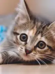 Alexandra’s cat group