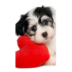 Puppie's fun
