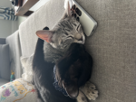 +_cat group_+