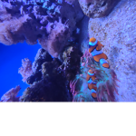Animals@hii