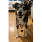 Luna The Dog Team