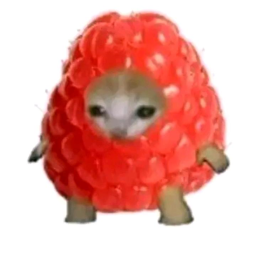 old roblox woohoo