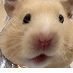 Alexa llllllllllllll