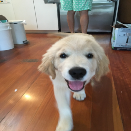 More cool dog Roblox decal