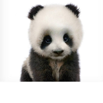 Baby panda squad goals!
