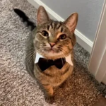 The Kat-Tastic Lounge