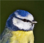 wildlife stay on earth