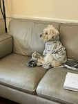 Coco the Warrior dog