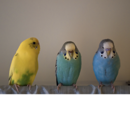 Look at parrots and do nothing
