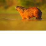Capybara Family Team