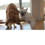frenchiegolden squad