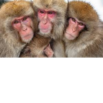 the monkey money